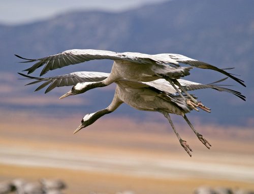 Ruta Ornitológica en 4×4 por estepas y Los Llanos