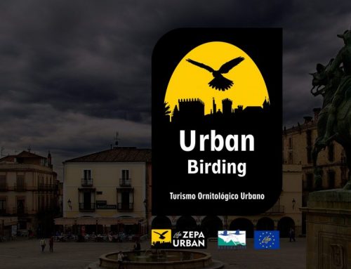 Urban Birding en Trujillo